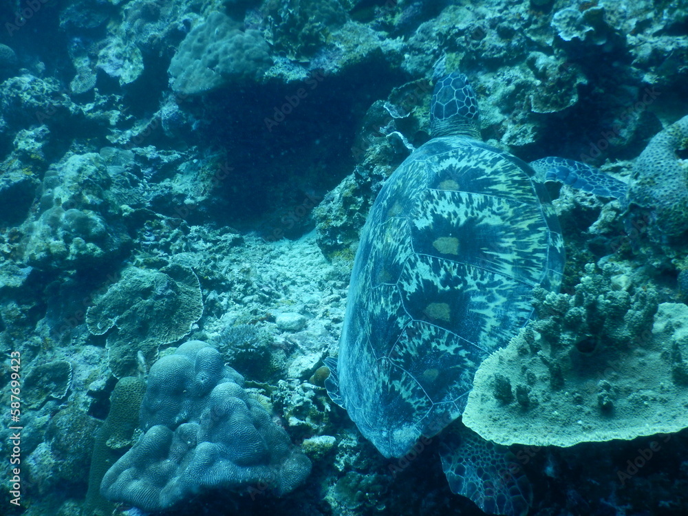 Naklejka premium セブダイビング