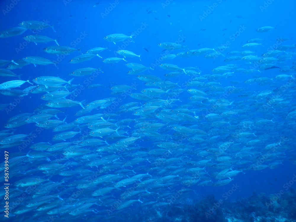 Fototapeta premium セブダイビング