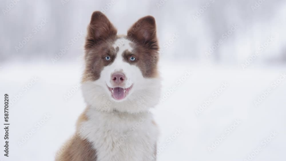 Slow motion portrait of siberian laika in ginger color in winter Slow motion portrait of siberian laika in ginger color in winter