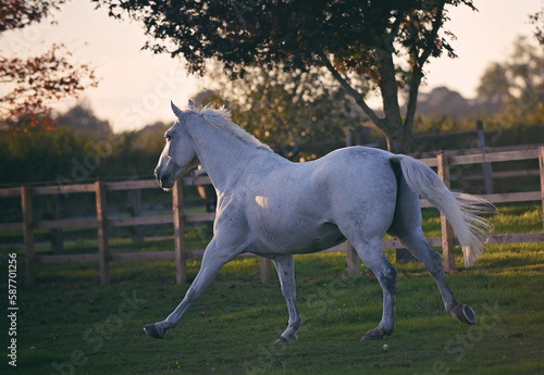Grey horse cantering and jumping in a grassy field with woodland