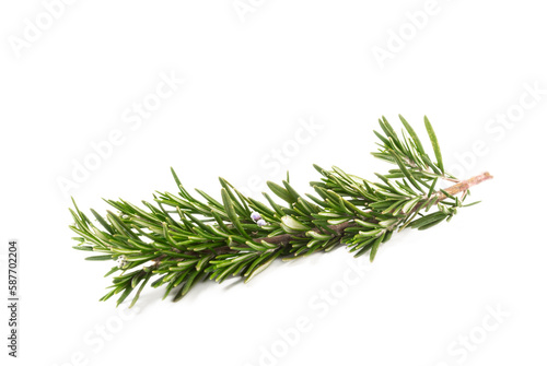 Rosemary isolated on white background. Fresh spice herbs. Seasoning for meat and fish. Recipe.