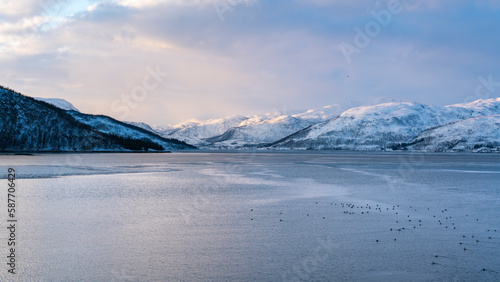 Im Morgenlicht scheucht eine F  hre Wasserv  gel  M  wen und G  nse auf  bei einer Reise von der Insel Kvaloya zur Insel Senja in Troms  Norwegen. Winterpanorama bei Sonnenaufgang mit Fjord.