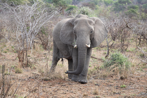 elefant in savannah