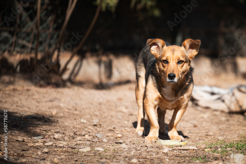 Dog on the ground