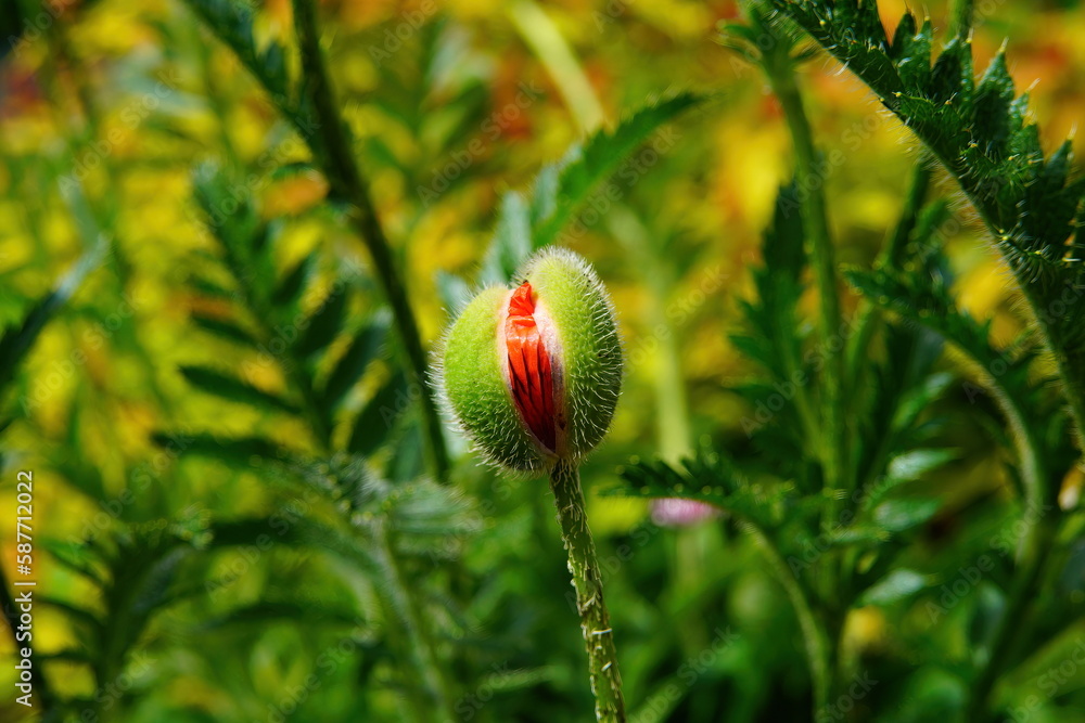 The green bud of an unfolded red poppy. The green bud of an unfolded red poppy.