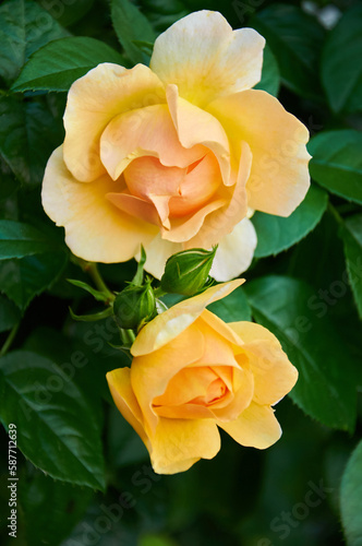 Yellow roses close-up in the garden. Beauty and tenderness and celebration. Nature