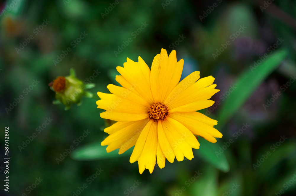 Yellow coreopsis in the summer garden close-up Yellow coreopsis in the summer garden close-up