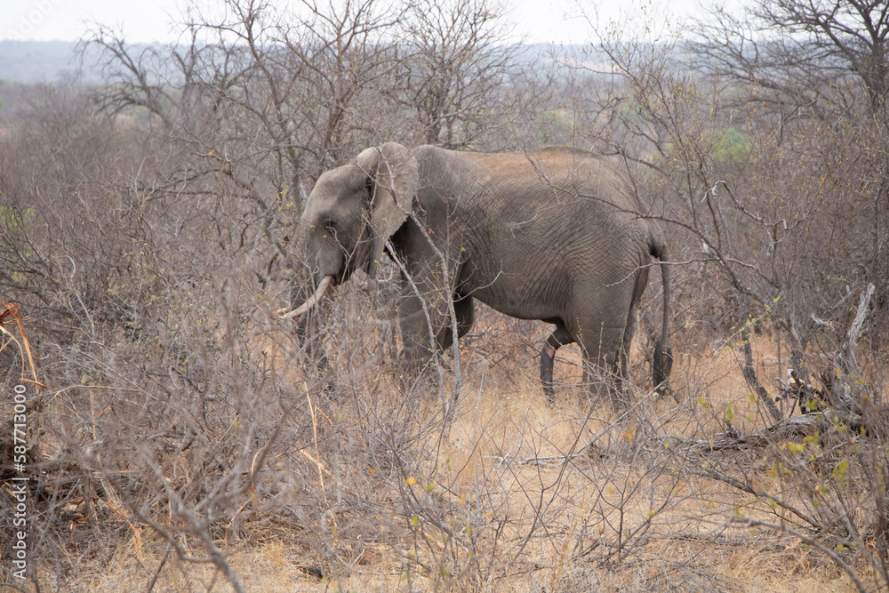 Fototapeta premium elefant in savannah