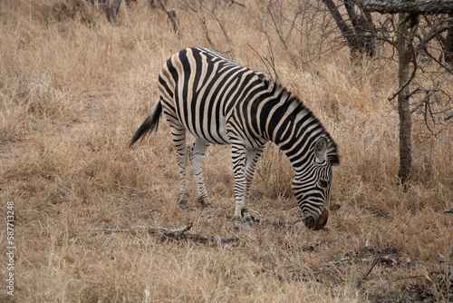 zebras in the savannah