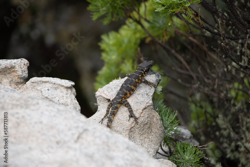 lizard on rock