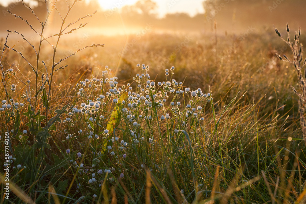 Sunrise on a Summer Morning. Morning Time in the Meadow.