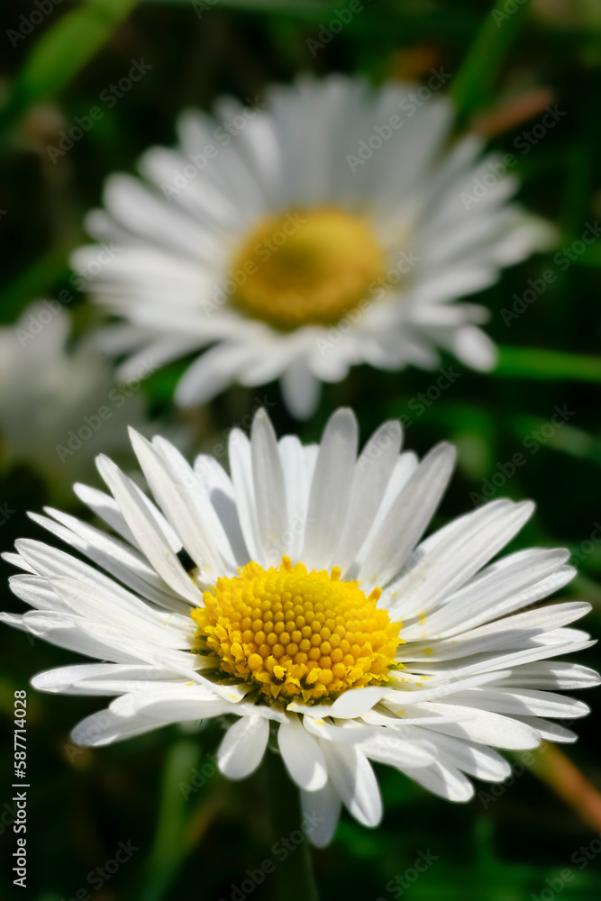 Fototapeta premium Spring meadow with two daisies, one just behind the other. Spring meadow with two daisies. Macro shot, shallow depth of field. Springtime in a field. Summer time on a field. Wild daisy close-up.