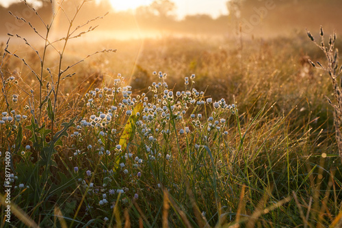 Sunrise on a Summer Morning. Morning Time in the Meadow.