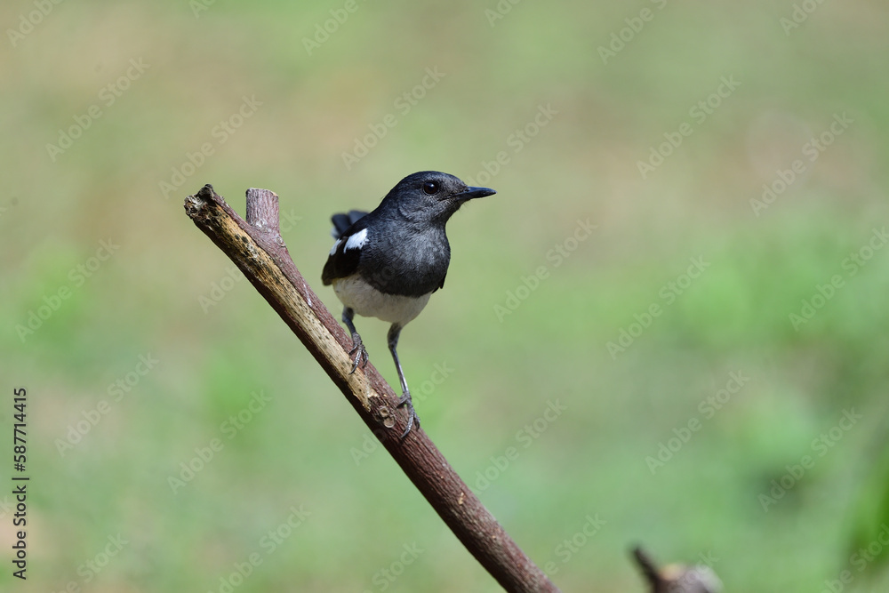 Oriental Magpie Robin Oriental Magpie Robin