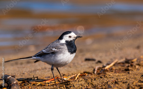 Pliszka siwa Motacilla alba