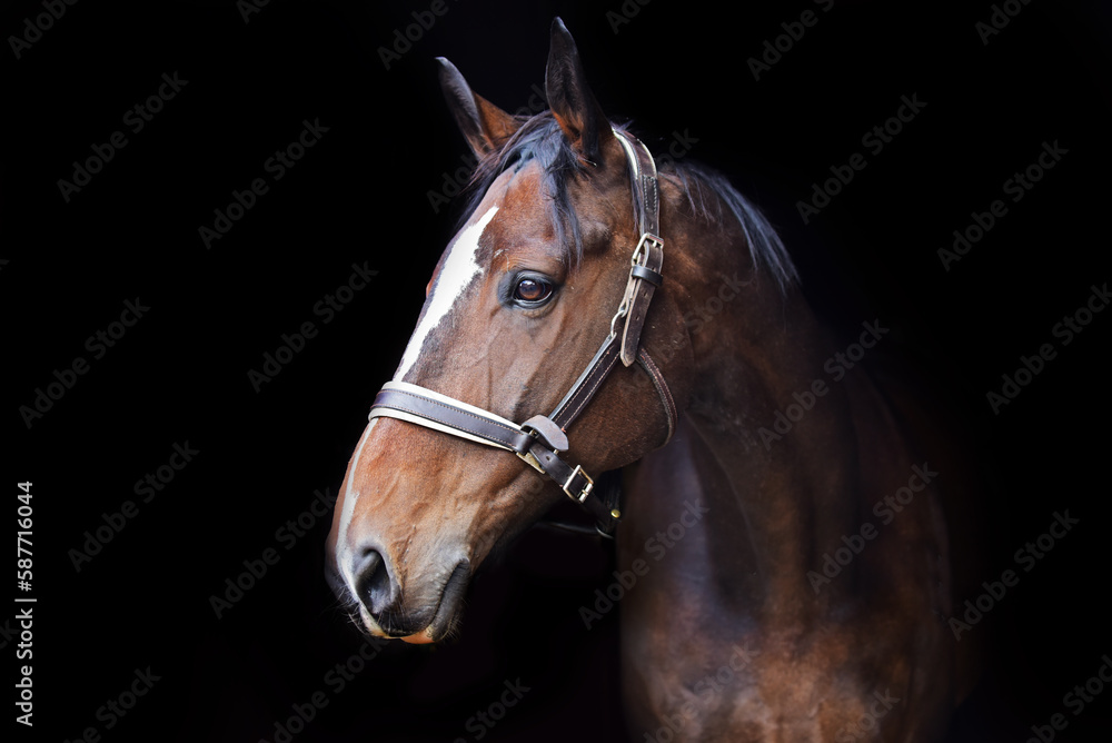 Horse and pony's face isolated against black background Horse and pony's face isolated against black background
