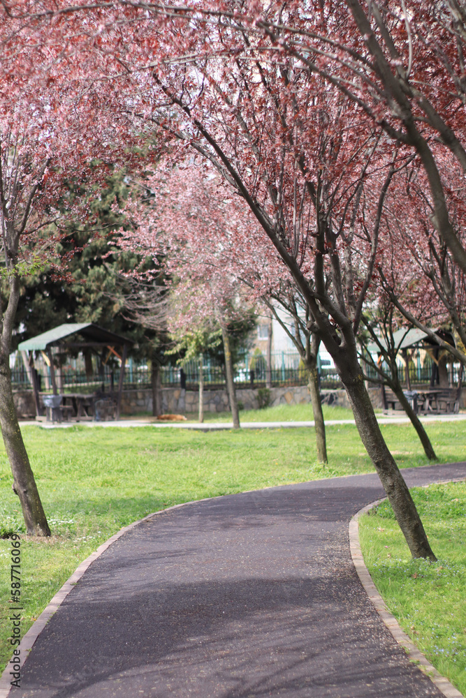 Obraz premium spring in the park