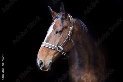 Horse and pony's face isolated against black background
