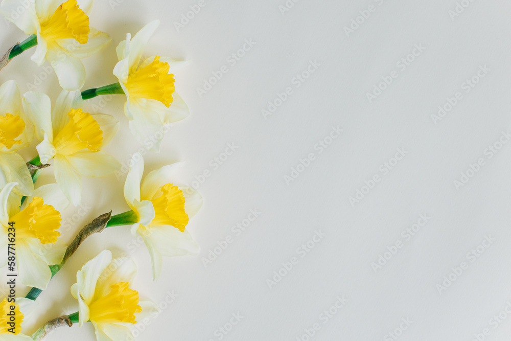 Beautiful flowers of yellow daffodil (narcissus) on a light yellow background. Beautiful flowers of yellow daffodil (narcissus) on a light yellow background.