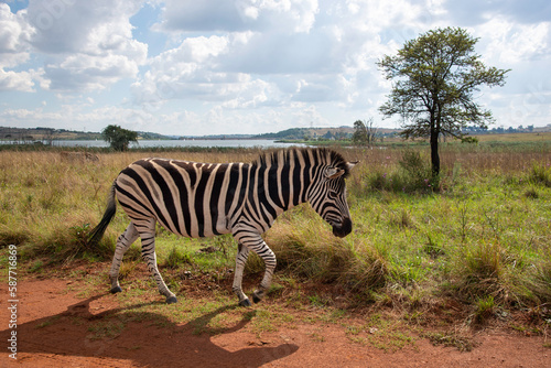 A zebra strolling through the Rietvlei Nature Reserve  Gauteng  South Africa.