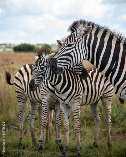 A small herd of zebras  Rietvlei Nature Reserve  Gauteng  South Africa.