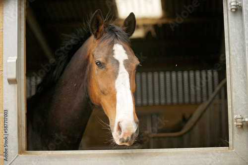 Horses head against black background