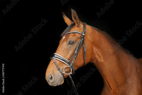Canvastavla Horses head against black background
