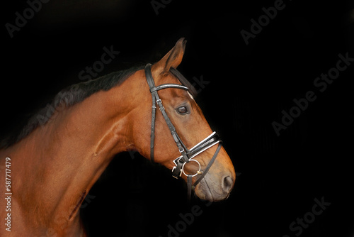 Horses head against black background