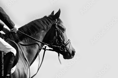 High key black and white portrait of horse wearing bridle and martingale