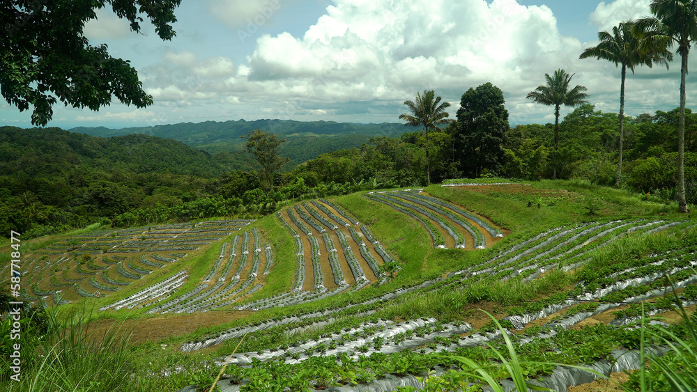 Strawberry farm in the highlands. Farming and growing plants in rural areas of Bohol, Philippines.