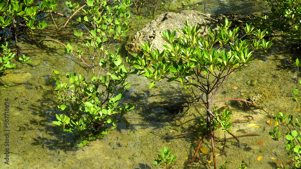 Young mangroves in the water. Mangrove trees in the water on a tropical island. An ecosystem in the Philippines, a mangrove forest. Mindanao, Philippines. Young mangroves in the water. Mangrove trees in the water on a tropical island. An ecosystem in the Philippines, a mangrove forest. Mindanao, Philippines.