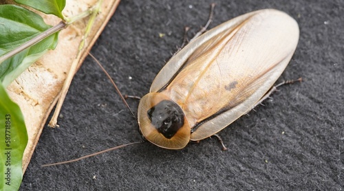 American cockroach (Periplaneta americana) Blattidae family. Manaus – Amazonas, Brazil. photo