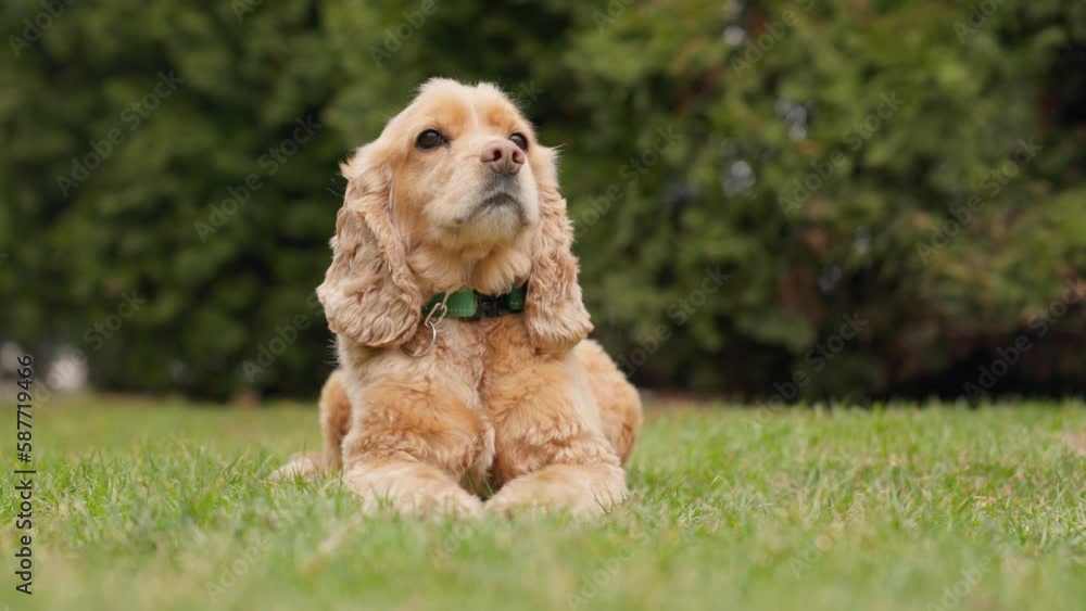 Cute Dog English Cocker Spaniel Lying On Green Grass Outdoors Cute Dog English Cocker Spaniel Lying On Green Grass Outdoors