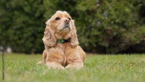Wallpaper Mural Cute Dog English Cocker Spaniel Lying On Green Grass Outdoors Torontodigital.ca