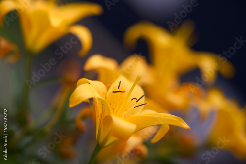 yellow flower closeup