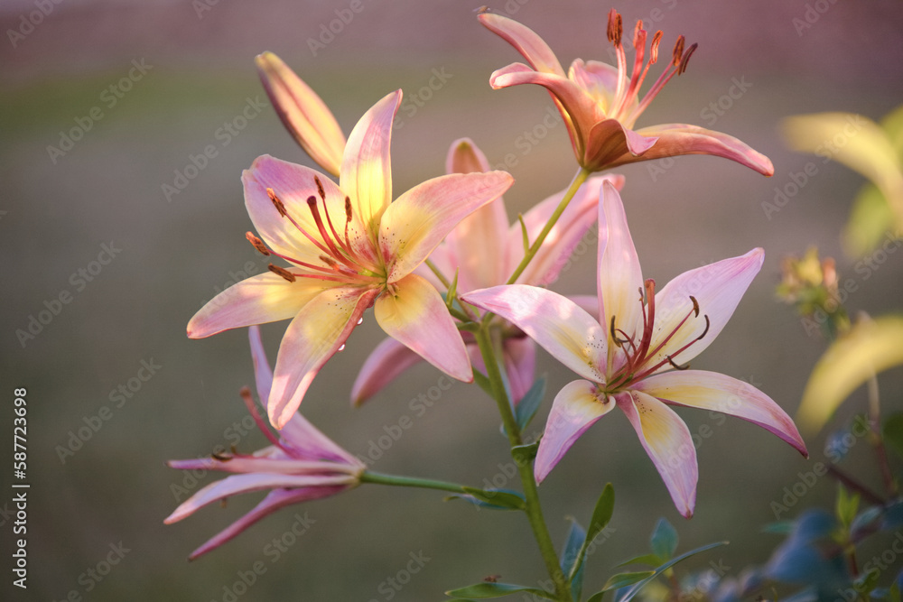 pink lily flower