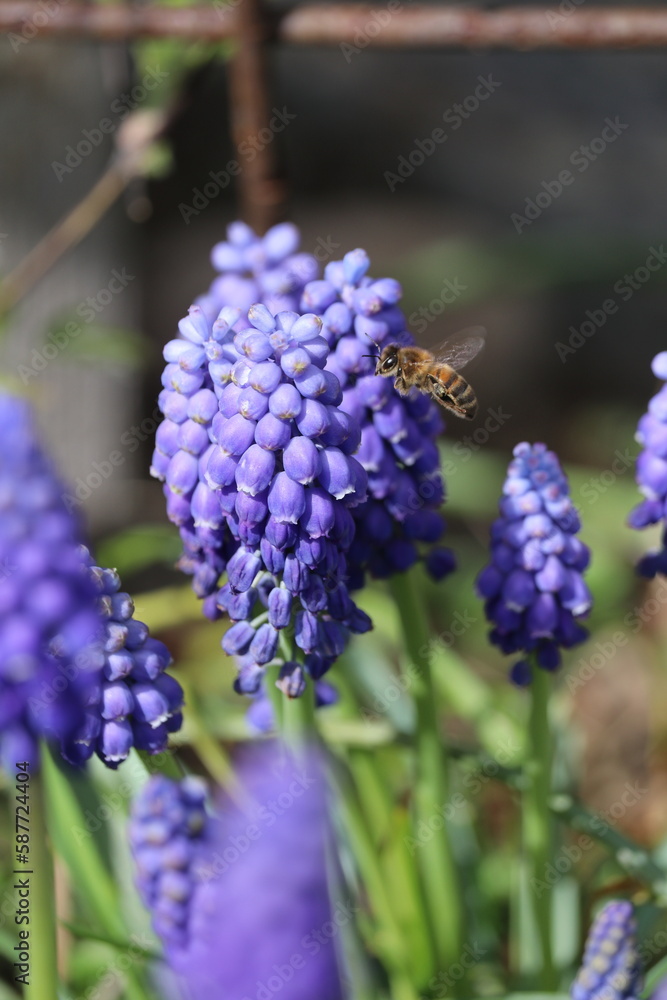 Closeup of Muscari Armeniacum Grape Hyazinth in full blossom with a bee on it