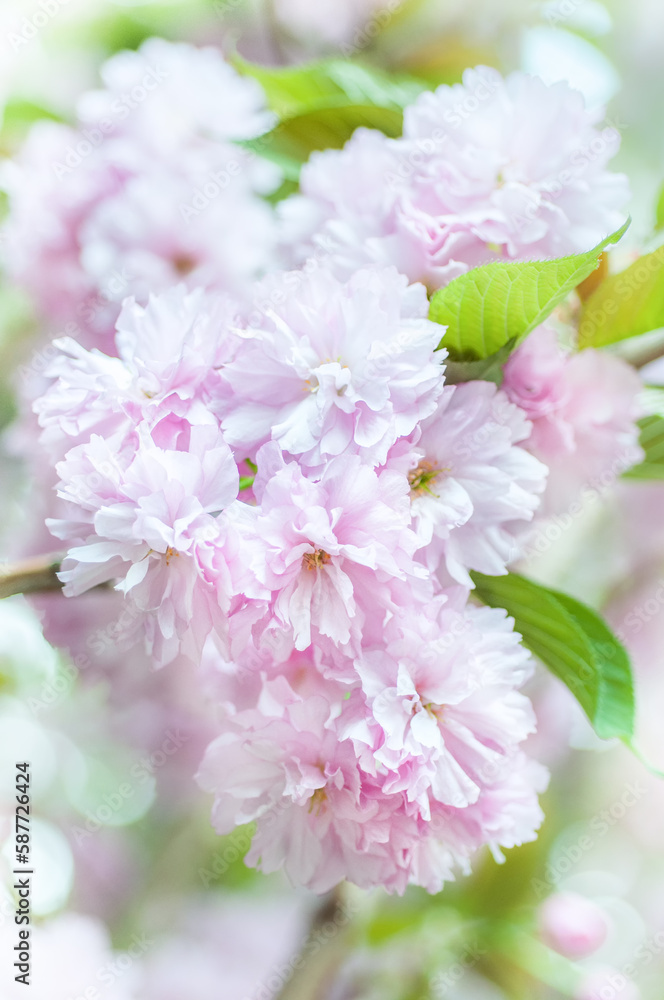 Soft focus, pink cherry blossoms or Sakura flowers on a natural background. Blooming fruit trees in the orchard. Floral banner for agriculture or horticulture business.
Soft focus, pink cherry blossoms or Sakura flowers on a natural background. Blooming fruit trees in the orchard. Floral banner for agriculture or horticulture business.