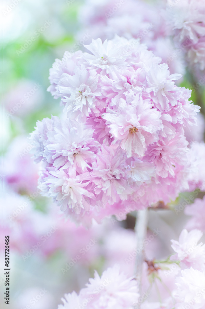 Soft focus, pink cherry blossoms or Sakura flowers on a natural background. Blooming fruit trees in the orchard. Floral banner for agriculture or horticulture business.
