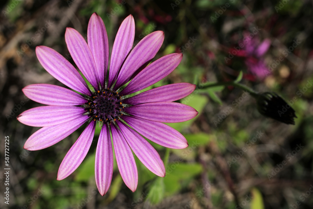 Obraz premium Osteospermum flower