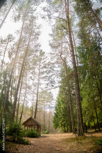 wooden gazebo for people to relax in the middle of the forest