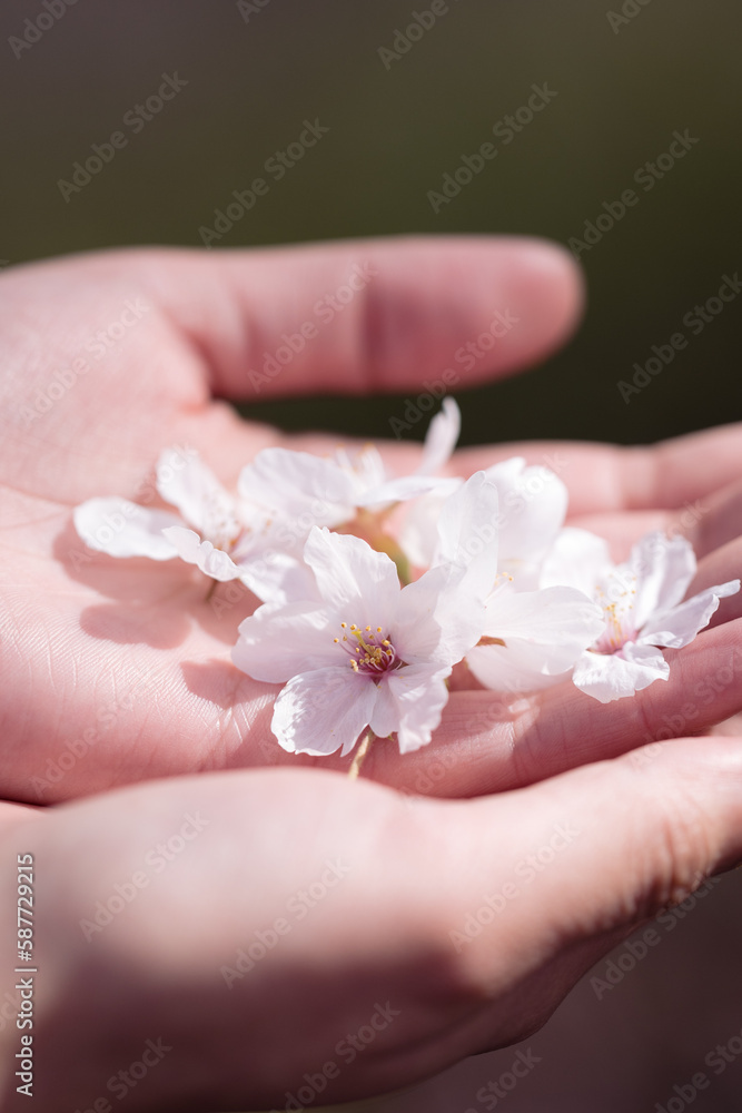 桜の花びらを包む