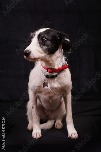 Brown and white collie type dog studio portrait