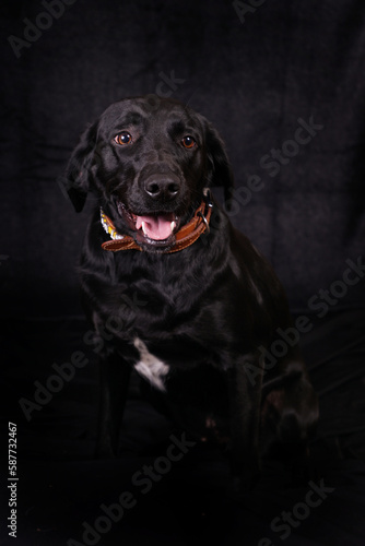 Black Labrador black background studio portrait