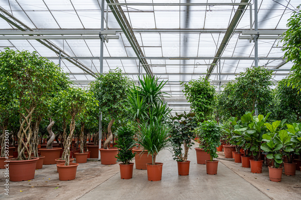 Greenhouse with tropical plants