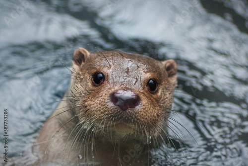 otter's head peeping out of water photo