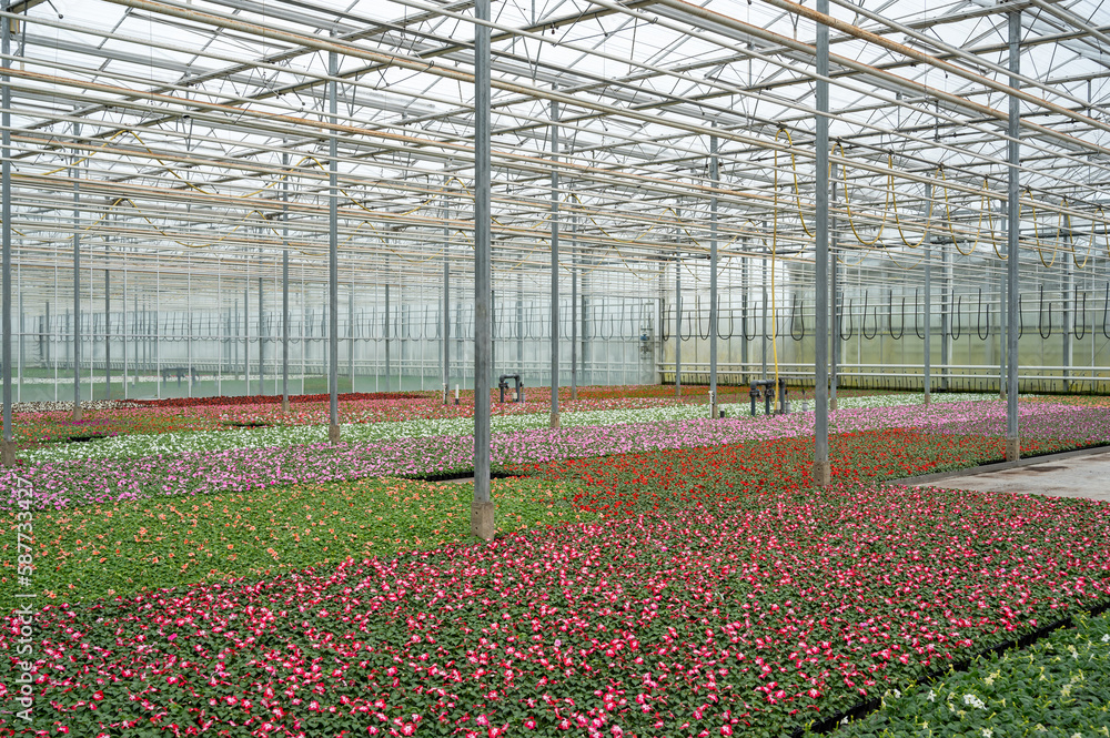 Obraz premium Greenhouse with bedding plants