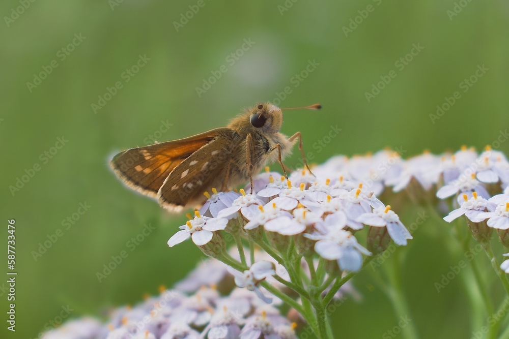 close-up Hesperia butterfly on white yarrow flowers close-up Hesperia butterfly on white yarrow flowers