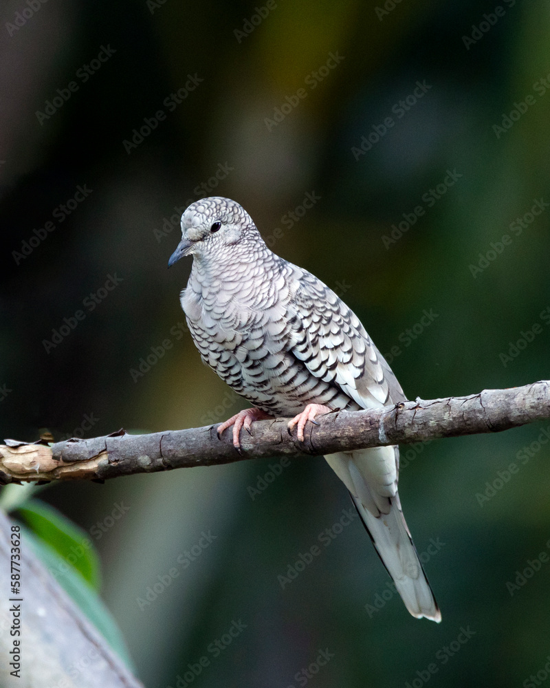 A Scaled Dove also know as Rolinha feeding on the lawn. Species Columbina squammata. bird lover. Birdwatching. Birding. Animal world. A Scaled Dove also know as Rolinha feeding on the lawn. Species Columbina squammata. bird lover. Birdwatching. Birding. Animal world.