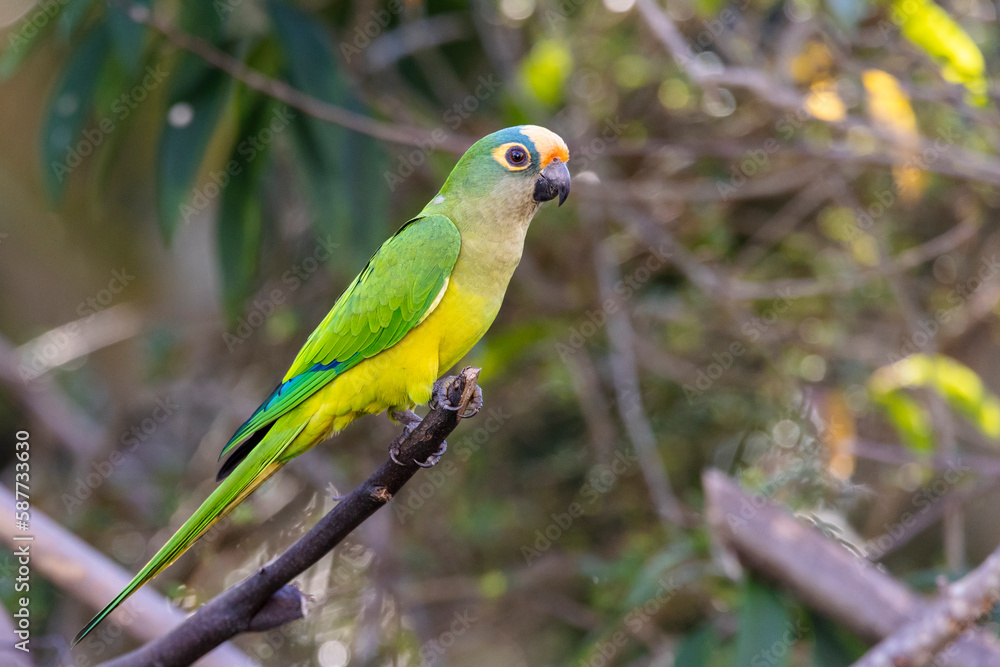 A Peach-fronted Parakeet also know as Periquito-rei perched on a branch in the middle of the woods. Species Eupsittula aurea. Animal world. Bird lover. Birdwatching. Birding. A Peach-fronted Parakeet also know as Periquito-rei perched on a branch in the middle of the woods. Species Eupsittula aurea. Animal world. Bird lover. Birdwatching. Birding.